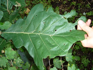 quercus dentata (chene daimyo)
